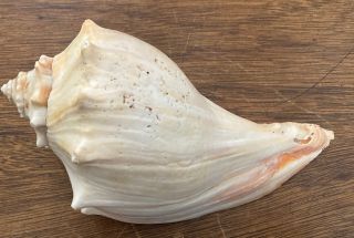 Large Vintage Conch Sea shell White Shells Beach Nautical Decor 8” (8 - 327) 2