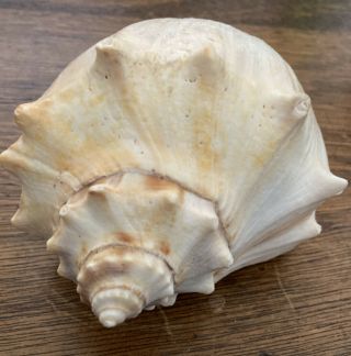 Large Vintage Conch Sea shell White Shells Beach Nautical Decor 8” (8 - 327) 3