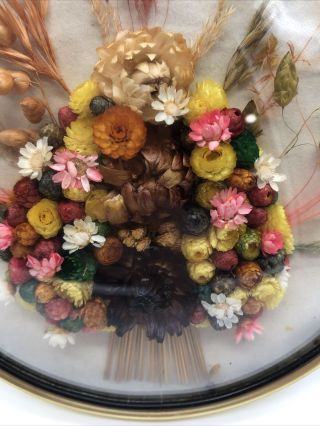 Vintage Convex Dome with Flowers - Bubble Frame with Dried Flowers - Belgium 3