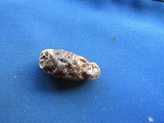 Vintage Fossilized Fossil Pine Cone,  Seeds And Seed Holes Stone