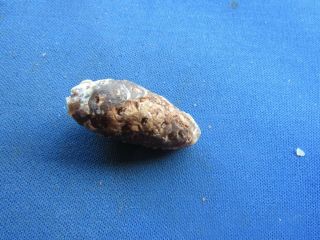 VINTAGE FOSSILIZED FOSSIL PINE CONE,  SEEDS AND SEED HOLES STONE 2