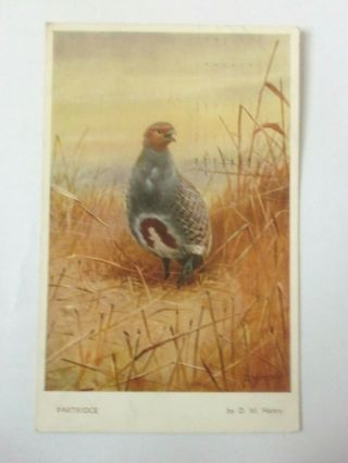 Partridge.  Valentine.  D.  M.  Henry Game Bird Series Vintage Postcard 1957