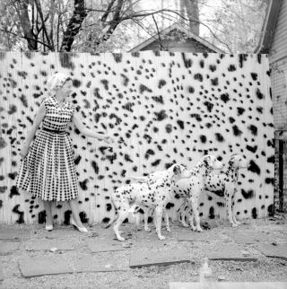 Vintage Abstract Negative 1950s By Harry Amdur Nyc Dalmatians Case Of The Spots