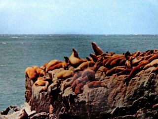 Vintage California - Seal - Rock - Santa Cruz - Don Mar  E524