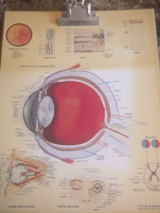 1986 Vintage The Human Eye Anatomical Chart Co.  William Jacobson Jr.