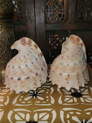 2 Vintage King Helmet Crab Sea Shells 6 " Pointed Tops Removed To Make Into Lamps