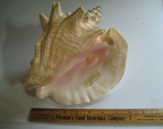 Vintage Extra Large Queen Conch Shell Seashell 9 " Nautical Beach Decor Blunt Tip