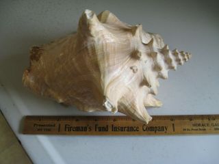 Vintage Extra Large Queen Conch Shell Seashell 9 