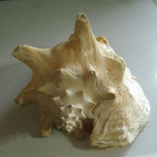 Vintage Extra Large Queen Conch Shell Seashell 9 