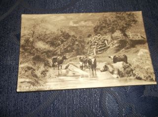 Vintage Postcard Panel Card The Drinking Pool Herd Of Cows W & K London