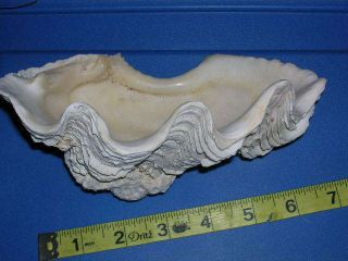 Odd Vintage Real Clam Sea Shell Tridacna Gigas With Coral - Giant Clams Shells
