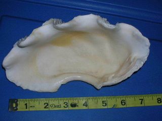 ODD Vintage Real Clam Sea Shell Tridacna Gigas WITH CORAL - Giant clams shells 2