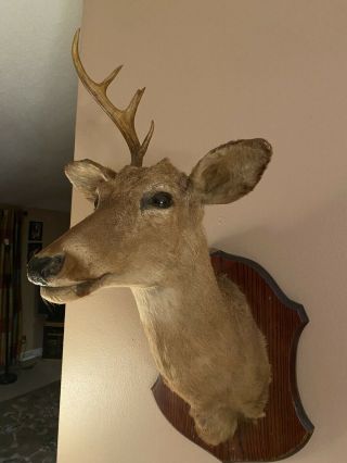 Vintage Whitetail Deer Head Mount Taxidermy Antler Buck Shoulder Wisconsin