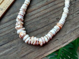 Vintage Hawaiian Tiger Puka Shell Bead Strand Necklace 15 " Barrel Clasp