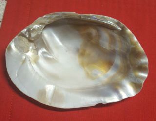 VINTAGE ♡SET OF 6 LARGE POLISHED OYSTER SHELL MOTHER OF PEARL APPETIZER DISHES 2