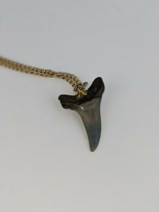 Vintage Shark Tooth 24 