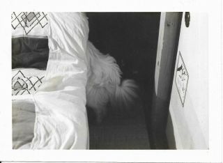 Vtg Abstract Photo Out Of Frame Dog Hiding Shy Under Bed Covers Dog Tail