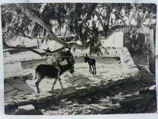 Vintage Rp Postcard Donkeys At Ios Germanglis Cyclades Greece Posted 1970