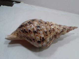 Outstanding Vintage Large,  About 3.  7 X 10.  5 X 4.  5 Sea Shell