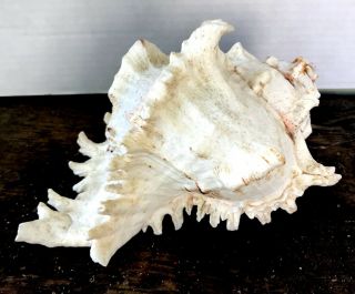 Vintage Conch Shell Just Staring To Spider Complicated 9 " Long