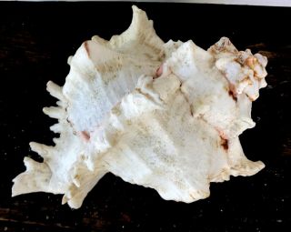 Vintage Conch Shell Just Staring to Spider Complicated 9 