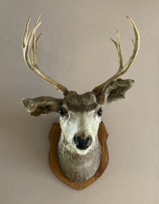 Vintage 4x4 Mule Deer Head Mount Taxidermy Antler Buck Shoulder Whitetail