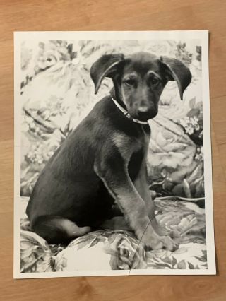 2 Puppy Dog Vintage Photos 1970 Black And White Snapshots Poodle Dachshund