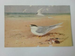 Little Tern Roland Green British Vintage Rs Art Press Artist Postcard