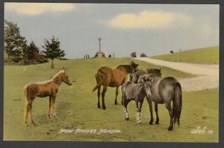 Postcard Forest Ponies Nr Bolton 