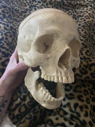 Vintage? Antique? 1:1 Scale Human Skull Anatomical Anatomy Head Medical Model