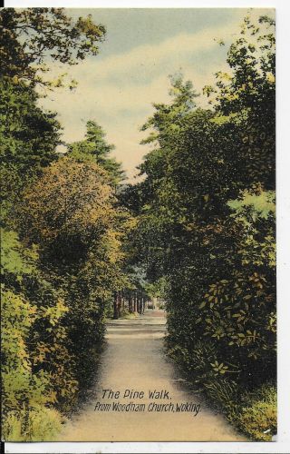 Early Vintage Postcard,  The Pine Walk,  Woodham Church,  Woking,  Surrey,  1910