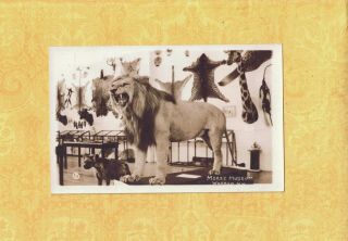 Nh Warren 1940s Era Vintage Rppc Real Photo Postcard Lion & Furs On Wall
