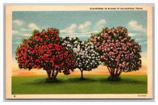 Galveston,  Tx Texas Oleanders In Bloom At,  Vintage Linen Postcard Unposted