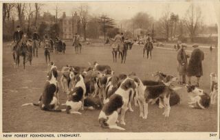 Hampshire Lyndhurst Forest Foxhounds Vintage Postcard 25.  1