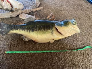 Vintage Real Skin Bass Fish Taxidermy Mount Cabin Decor 22 Inch