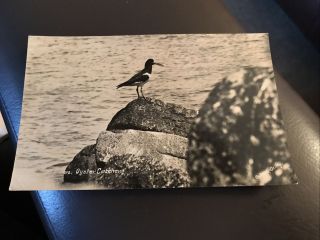 Vintage Postcard - Oyster Catcher - Bird - Scilly Isles - L1