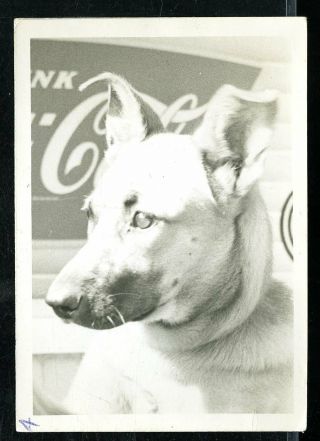 Vintage Photo German Shepherd Dog In Front Of Coca Cola Sign Billboard
