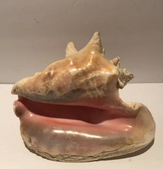 Vintage Large Pink Sea Shell Natural Conch Ocean Seashell 8.  5” X 6” Beach Decor 2