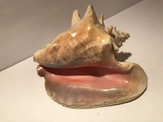 Vintage Large Pink Sea Shell Natural Conch Ocean Seashell 8.  5” X 6” Beach Decor 3