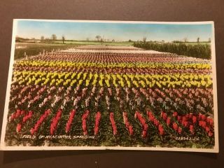 1948 Vintage Postcard " Field Of Hyacinths,  Spalding " (lot420)