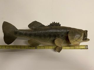 Vintage Real Skin Mount Small Large Mouth Bass Taxidermy Fish Trophy 19”
