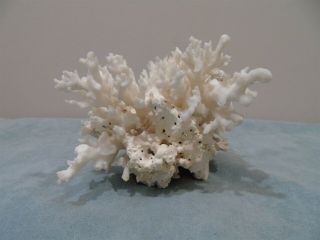 Vintage Natural White Sea Coral Cluster 346 Grams