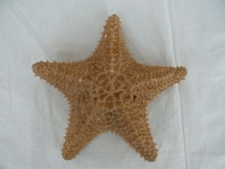 Bahamas Caribbean Starfish Oreaster Reticulates Sea Star 17cm Vintage 1449