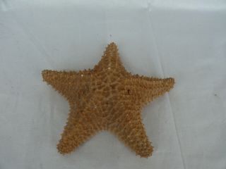 Bahamas Caribbean Starfish Oreaster Reticulates Sea Star 17cm Vintage 1449 2