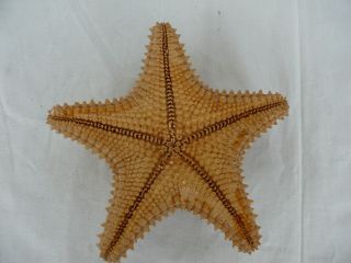 Bahamas Caribbean Starfish Oreaster Reticulates Sea Star 17cm Vintage 1449 3