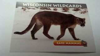 Wisconsin Wildcards,  Cougar,  Rare Mannal,  3 - 1/2 " X 2 - 1/2 "