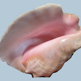 Vintage Natural 10 " Queen Conch Shell Beautifully Proportioned Large Lip