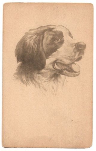 100120 Vintage Dog Postcard Brittany Spaniel German Shorthair Type 1912