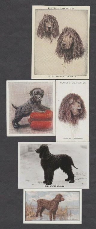 5 Different Vintage Irish Water Spaniel Tobacco/cigarette Dog Cards