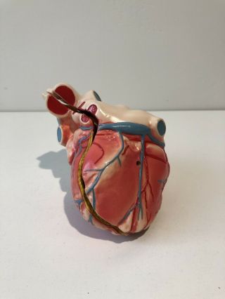 Medical Plastics Laboratory Heart 2 Piece Anatomical Vintage Anatomy Model